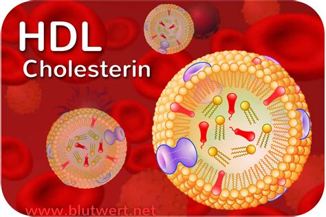 HDL: High Density Lipoproteine Apotheken Umschau