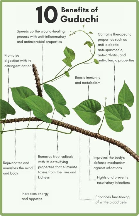 HEALTH BENEFITS OF GUDUCHI/GILOY PLANT - Dabur