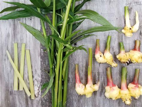 Healthy Galangal, cardamom and turmeric plants - balustradellc