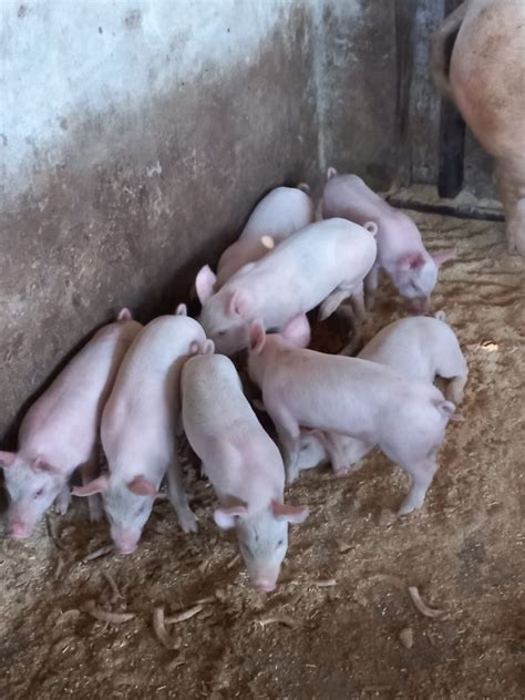 Healthy Piglets for Sale – 12 Heads Available Looking ... - balustradellc