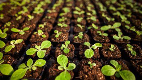 Healthy Seedling Production - raincitystudios.com