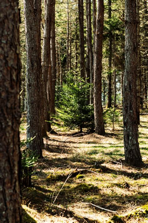 Healthy Woodlot - Woodland Mills Canada - raincitystudios.com
