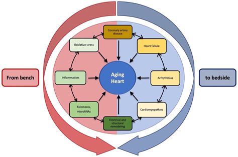 Heart Health and Aging - National Institute on Aging - balustradellc