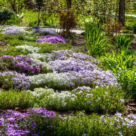 Heat Tolerant Ground Cover Plants - Drought Tolerant … - raincitystudios.com