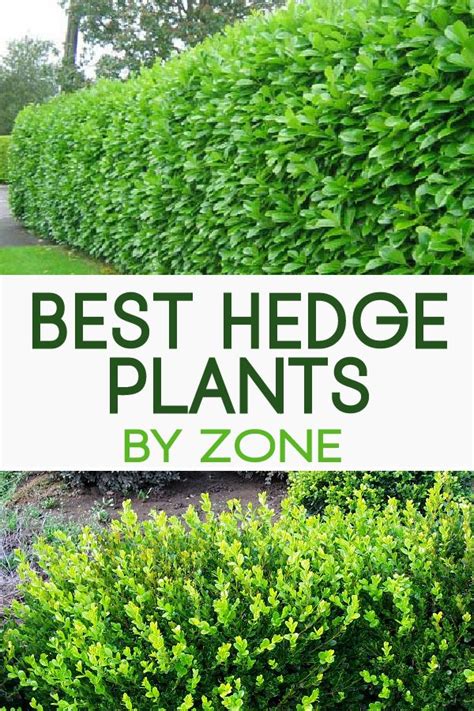 Hedge Plants For Zone 8 - Growing Hedges In Zone 8 … - balustradellc