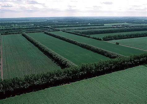 Hedgerows, Shelterbelts, and Windbreaks - Dave's Garden - raincitystudios.com