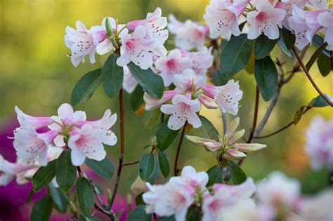 Hedges: Selection Tips | RHS Advice - balustradellc