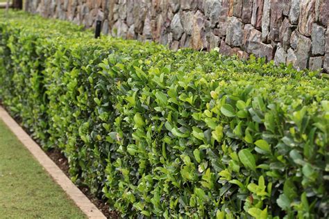 Hedges | Guan Lee Heng Landscaping Pte Ltd - raincitystudios.com