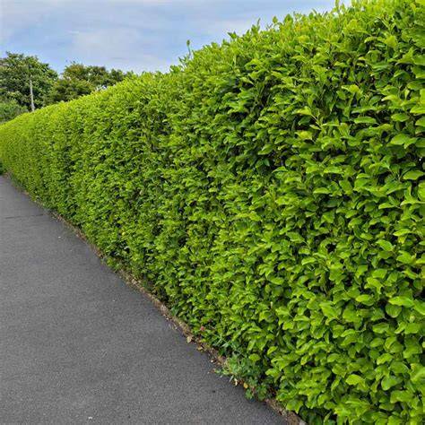Hedges and Fences - Compare and Contrast - raincitystudios.com