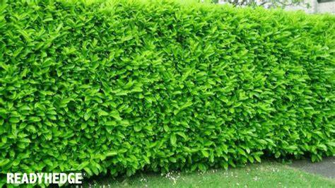 Hedges Direct - raincitystudios.com