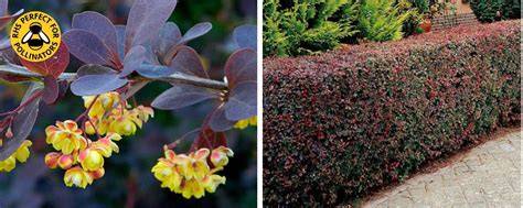 Hedging plants for security - Jackson’s Nurseries - raincitystudios.com