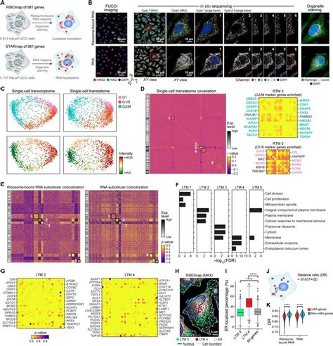 HELA - Translation in English