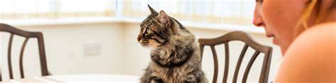 Help and Advice | Expert Cat Care Guides | Cats Protection - balustradellc