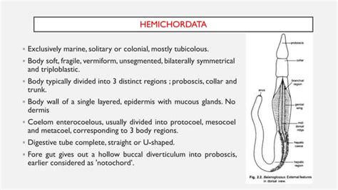 Hemichordate | Marine Invertebrate Biology | Britannica - raincitystudios.com