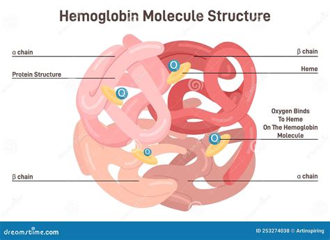 Hemoglobin | Definition, Structure, & Function | Britannica - muktibox.com