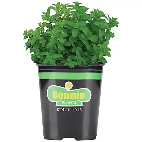 Herb Plants at Tractor Supply Co. - raincitystudios.com