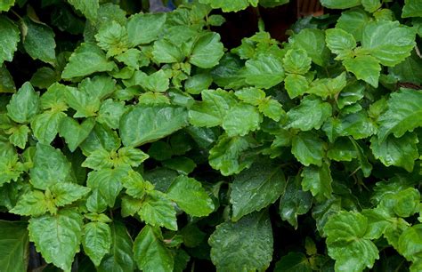Herb To Know: Patchouli - Mother Earth Living - balustradellc