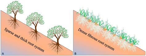 Herbaceous Vegetation in Slope Stabilization: A Comparative ... - MDPI - raincitystudios.com