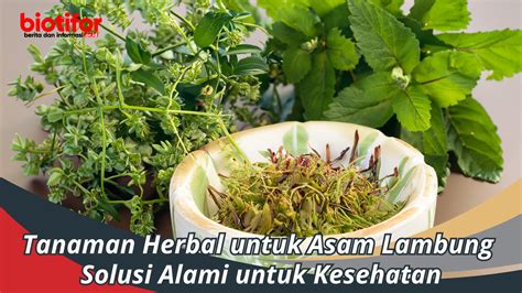 Herbal sebagai Solusi Alami untuk Mengatasi Asam Lambung - balustradellc