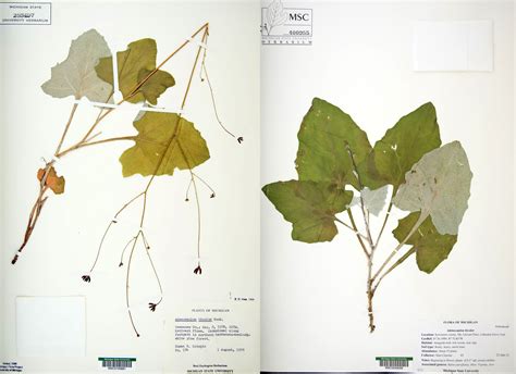 Herbarium | PDF - Scribd - muktibox.com