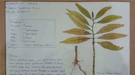 Herbarium Kering | PDF - muktibox.com