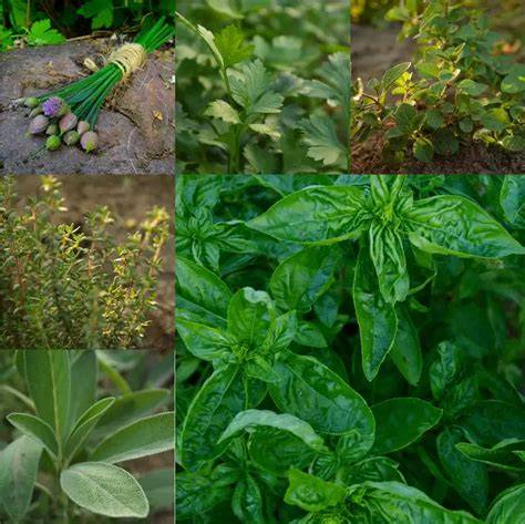 Herbs For a Dyer's Garden - Advice From The Herb Lady - raincitystudios.com