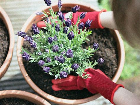 Herbs for sleep: Examples, safety, other natural … - balustradellc