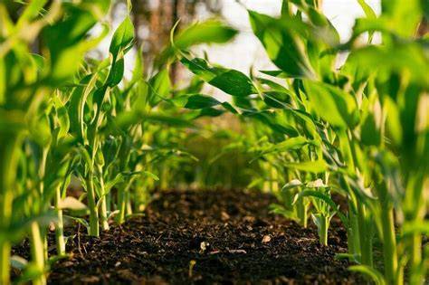 Here's how we protect smallholder farmers and food security - raincitystudios.com