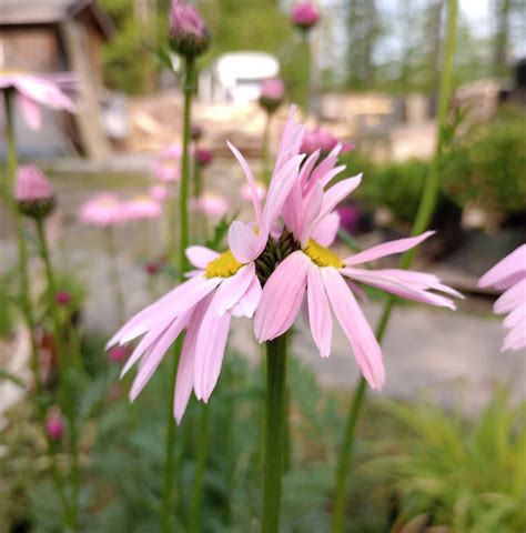 Here's your answer to that dream greenhouse: Not a kit. Not a ... - balustradellc