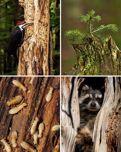 Here’s how rotting logs are mini ecosystems - raincitystudios.com