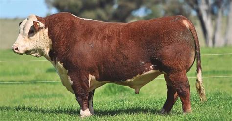 Hereford World - American Hereford Association - muktibox.com