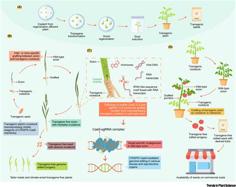Heritable transgene-free genome editing in plants by grafting ... - Nature - raincitystudios.com