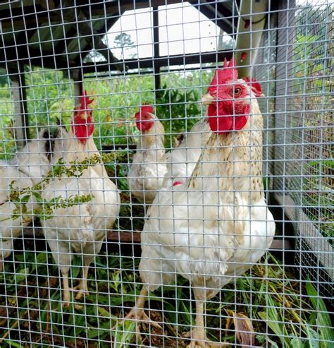 Heritage Chickens: A Rare Breed in Modern Coops - balustradellc