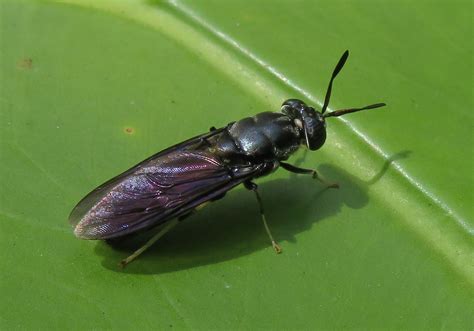 Hermetia illucens | INFORMATION | Animal Diversity Web - raincitystudios.com