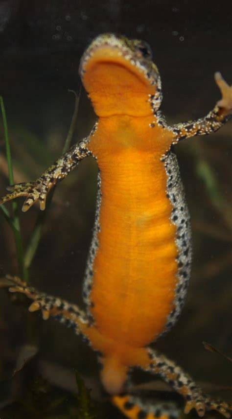 Herpetological Societies and Organizations - Online … - raincitystudios.com