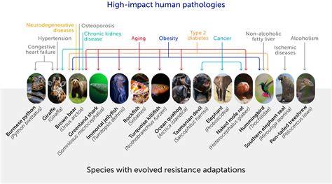 Herpetology's Impact on Evolutionary Biology and Conservation - raincitystudios.com