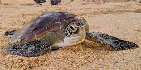 Herpetology's Role in Turtle Conservation - raincitystudios.com
