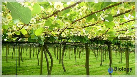 Herpetology: Definition & Examples Explained | StudySmarter - muktibox.com