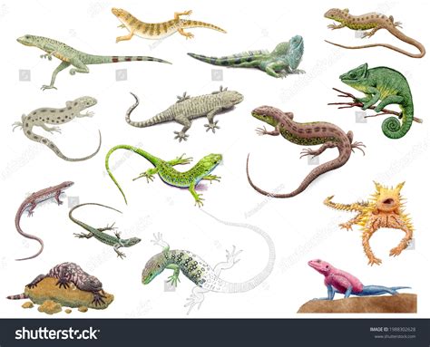 HERPETOLOGY: REPTILES & AMPHIBIANS - CyberLizard - muktibox.com