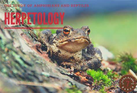Herpetology | Definition & Fields - raincitystudios.com