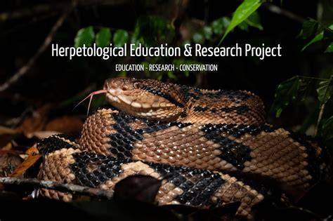 Herpetology | International Journal of Entomology - raincitystudios.com