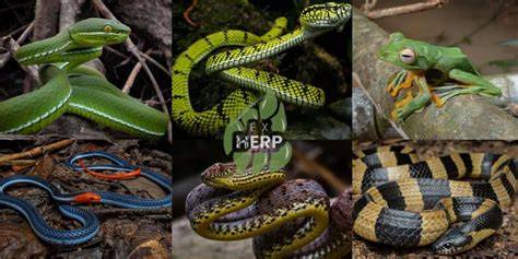 Herpetology | Springer Nature Link - raincitystudios.com