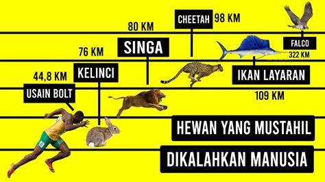 Hewan Darat Tercepat di Dunia #Cheetah #FaktaHewan … - raincitystudios.com