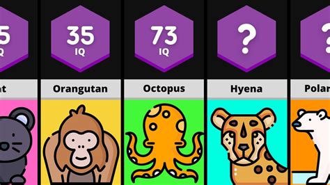 Hewan Iq 90 - muktibox.com