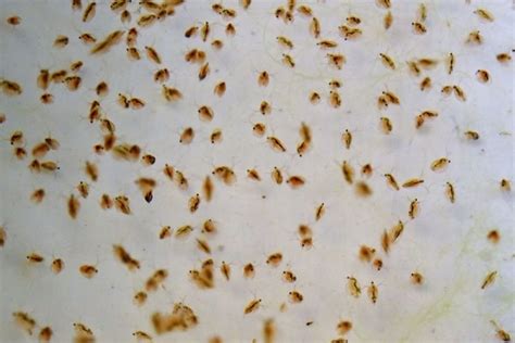 Hewan Kutu Air Di Kaki - balustradellc