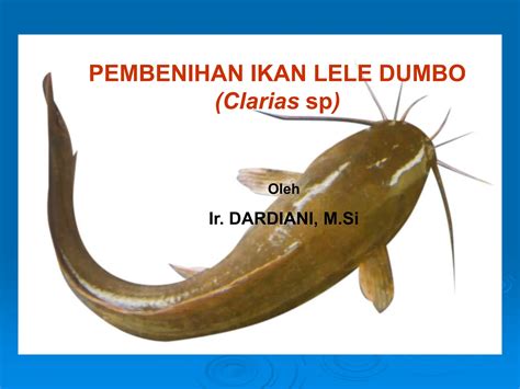 Hewan Lele Dumbo - muktibox.com