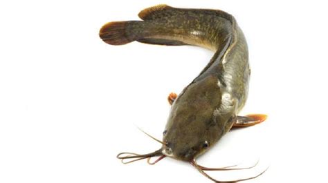 Hewan Lele - muktibox.com