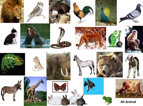 Hewan - Wikipedia bahasa Indonesia, ensiklopedia bebas - muktibox.com