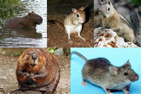 Hewan pengerat - Wikipedia bahasa Indonesia, … - muktibox.com