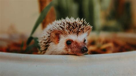 Hewan Roh Landak: Arti, Simbolisme, Mimpi Totem Landak - balustradellc